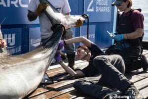 Ocearch